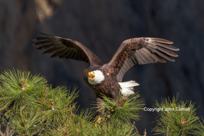 Bald-Eagle;Calling;Eagle;Flying-Bird;Haliaeetus-leucocephalus;Photography;action